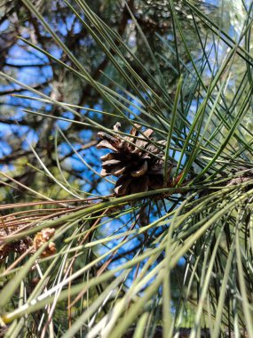 A cone among sharp needles on a Christmas tree. The background is blurred