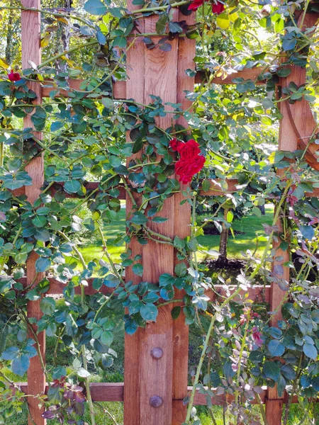 Wooden Decorative Fence Park Rose Bushes Sharp Spikes Climbing — Stock Fotó