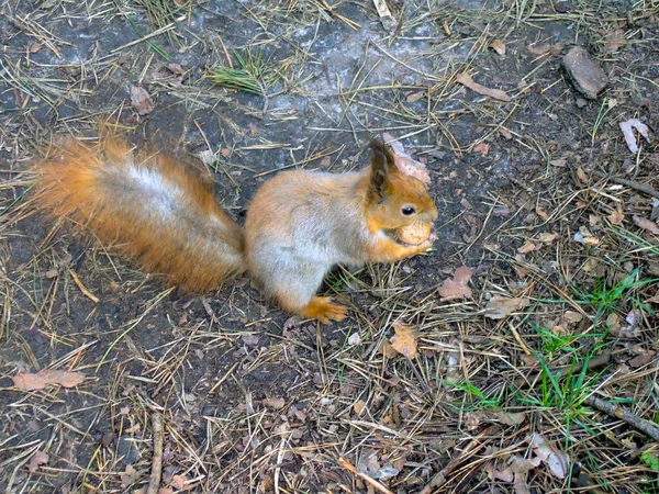 Squirrel Runs Asphalt City Park Walnut Its Teeth Leaves Lying — Stock Photo, Image