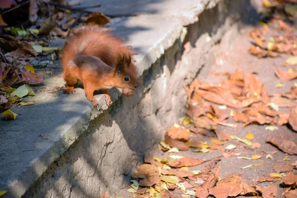 Squirrel Sits Curb City Park Walnut Its Teeth Her Branches — Fotografia de Stock