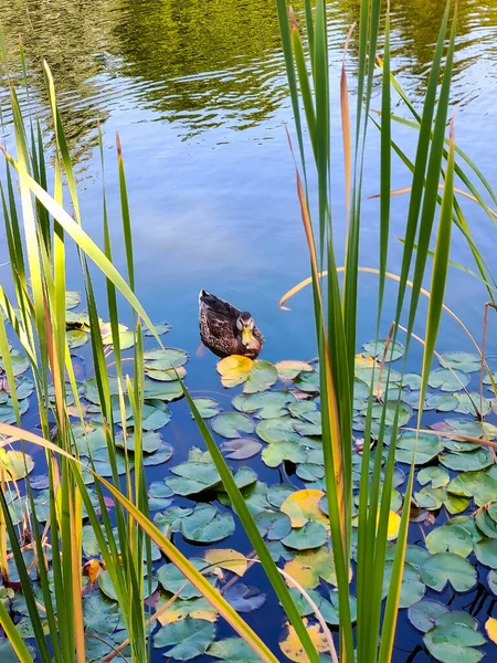 Seekor Bebek Liar Berenang Menyeberangi Danau Setelah Alang Alang Dan — Stok Foto