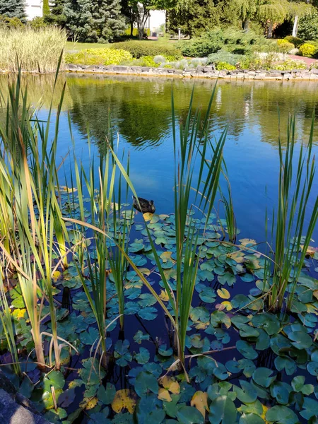 Anatra Selvaggia Timorosa Nuota Attraverso Lago Dopo Canne Ninfee Superficie — Foto Stock