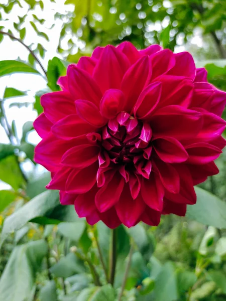 Red Dahlia Flower Close Blurred Background Green Leaves — Stockfoto