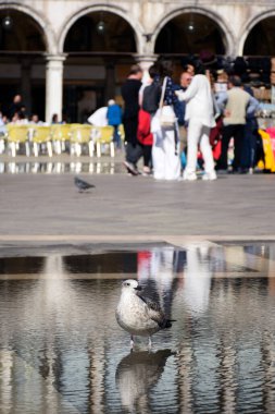 Kasaba meydanındaki bir su birikintisinde bir martı duruyor. Arka planda tanınmayan insanlar, turistler ve bir bina tezgahı var.