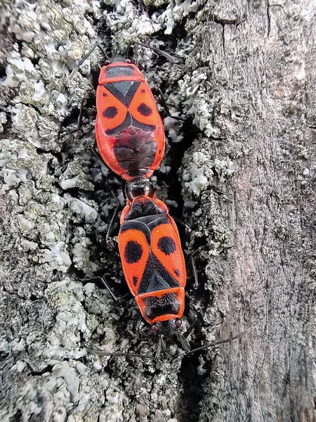 2匹の赤と黒の甲虫が次々と木の表面を這い回っている — ストック写真