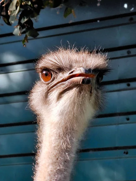 Struisvogelkop Een Deel Van Nek Close Vogel Kijkt Naar Het — Stockfoto