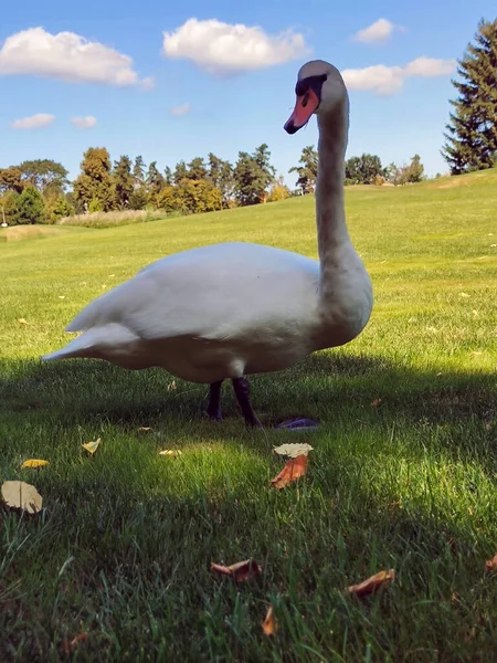 Белый Лебедь Ходит Зеленой Траве Фоне Голубого Неба Парке Заднем — стоковое фото