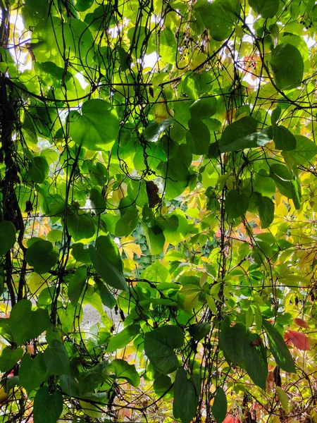 Fundo Pequenas Folhas Verdes Que Crescem Fio Como Uma Cerca — Fotografia de Stock