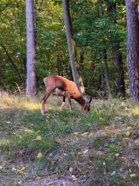 Bir erkek koç yeşil ağaçların arka planında çimlerde otluyor. Yan görünüm