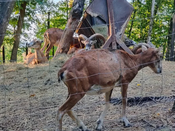 Carneros Ovejas Detrás Una Cerca Alambre Zoológico Ciudad Acuestan Caminan — Foto de Stock