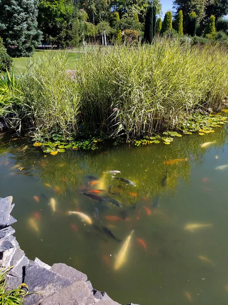 ปลาตกแต และขนาดต างก ายน าในทะเลสาบในสวนสาธารณะใกล มไม — ภาพถ่ายสต็อก