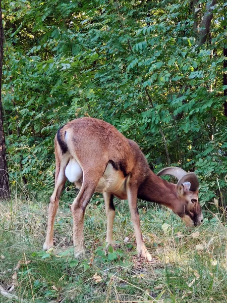 Montone Maschio Brucia Nel Parco Sullo Sfondo Cespugli Verdi Vista — Foto Stock