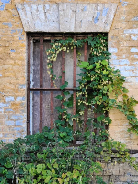 Window Old Uninhabited House Lattice Overgrown Green Leaves Twisted Plant — Stock Photo, Image