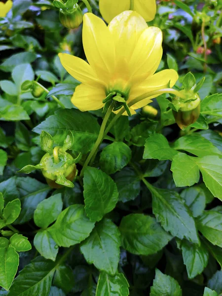 Flor Amarilla Con Hojas Verdes Exuberantes Primer Plano Color Brillante —  Fotos de Stock