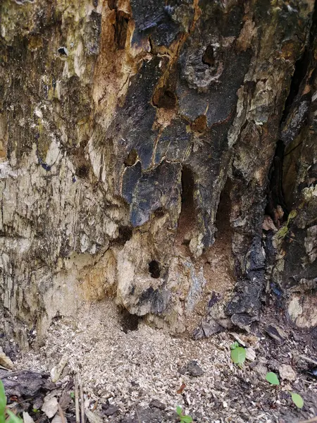 Outgrowths Fungo Pequeno Parasita Uma Árvore Sobre Sua Superfície Inteira — Fotografia de Stock