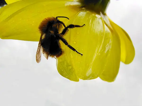 Una Abeja Colgando Una Flor Amarilla Cerca Fondo Blanco Vista —  Fotos de Stock