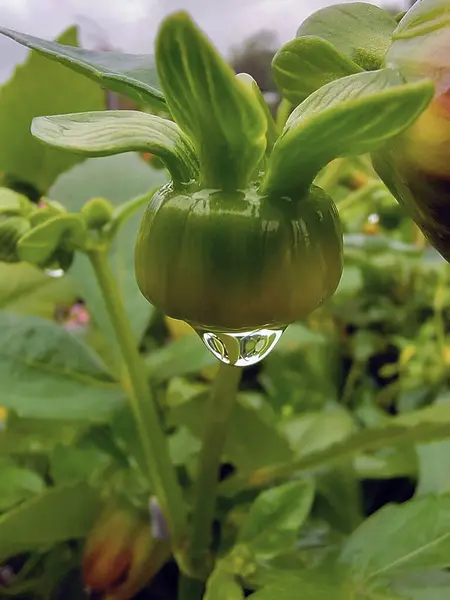 Een Druppel Dauw Hangt Aan Een Groene Bloemknop Achtergrond Gras — Stockfoto