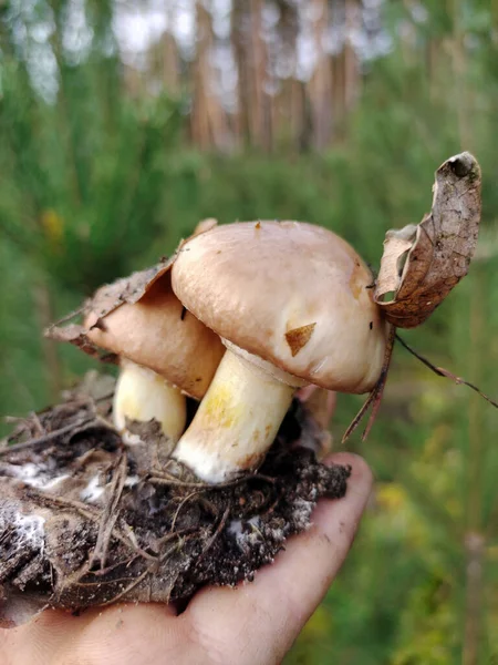 Zwei Essbare Pilze Mit Angehängten Blättern Und Einem Stück Erde — Stockfoto