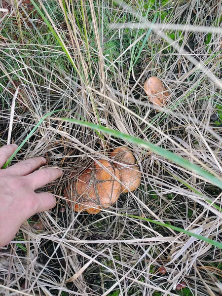 Vários Cogumelos Comestíveis Marrons São Arrecadados Grama Seca Por Uma — Fotografia de Stock