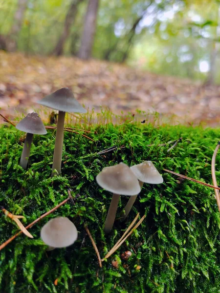 Vários Cogumelos Venenosos Crescem Musgo Verde Fecha Fundo Muito Desfocado — Fotografia de Stock