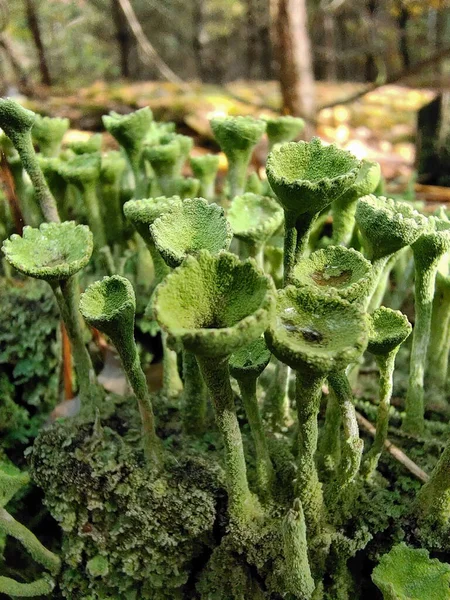 Lichen Μορφή Πολλών Πράσινων Ομπρελών Μεγαλώνει Από Βρύα Προσκήνιο Και — Φωτογραφία Αρχείου