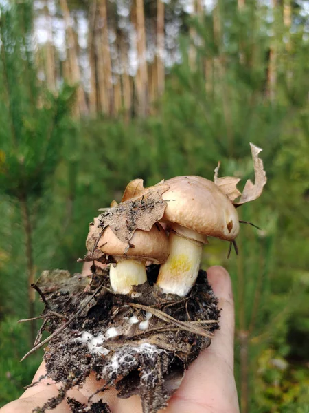 Dois Cogumelos Comestíveis Com Folhas Anexadas Pedaço Solo Sob Eles — Fotografia de Stock