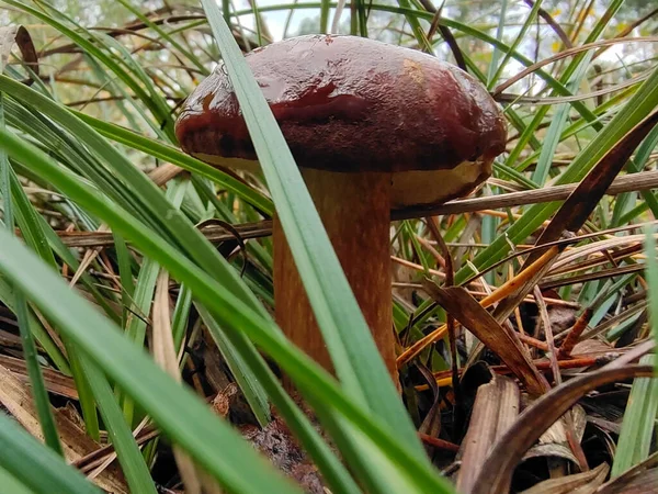 모자를 수있는 버섯은 마르고 풀에서 자란다 — 스톡 사진