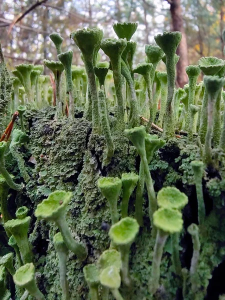 Líquen Forma Muitos Guarda Chuvas Verdes Cresce Musgo Primeiro Plano — Fotografia de Stock