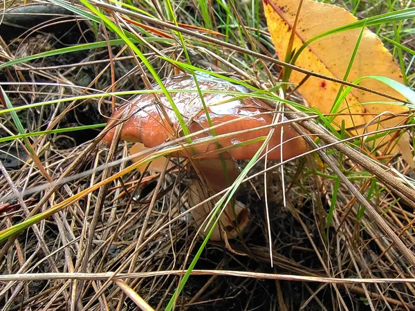 Champignon Comestible Pousse Dans Herbe Sèche Verte Sous Une Feuille — Photo