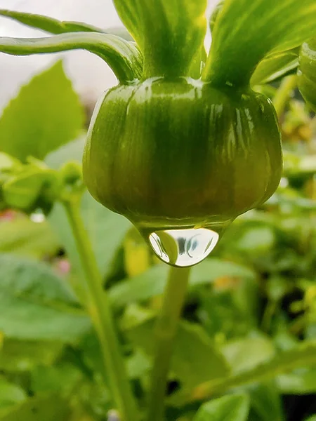 Yağmurdan Sonra Bir Damla Yeşil Kapalı Bir Çiçek Tomurcuğuna Asılır — Stok fotoğraf