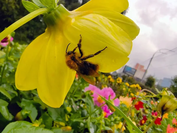 Primer Plano Una Abeja Colgando Los Pétalos Una Flor Amarilla —  Fotos de Stock