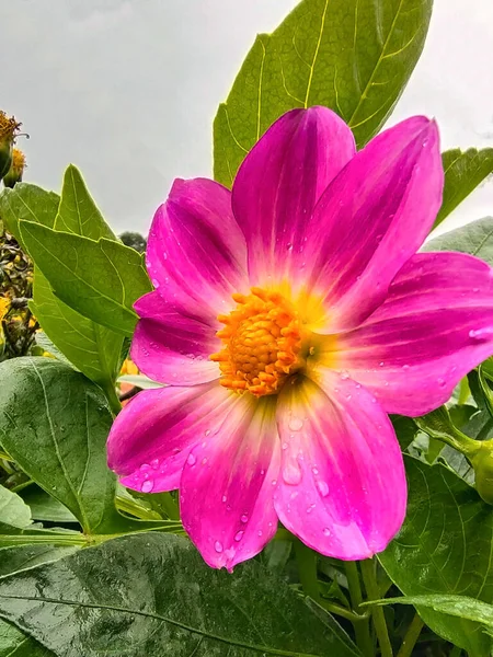 Primer Plano Pistilo Amarillo Medio Una Flor Con Pétalos Rosados —  Fotos de Stock