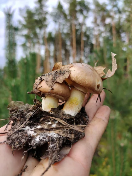 Dos Setas Comestibles Con Hojas Adjuntas Pedazo Tierra Debajo Ellas — Foto de Stock