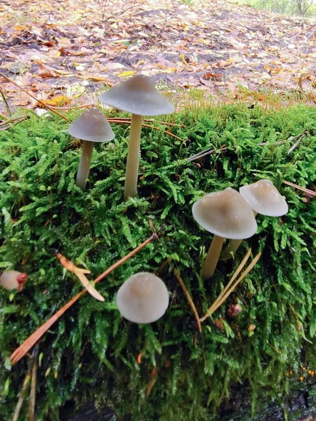 Vários Cogumelos Venenosos Crescem Musgo Verde Fecha Fundo Muito Desfocado — Fotografia de Stock