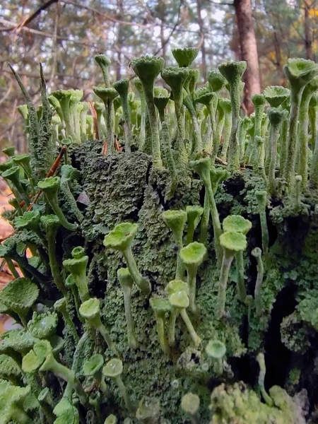 Líquen Forma Muitos Guarda Chuvas Verdes Cresce Musgo Primeiro Plano — Fotografia de Stock