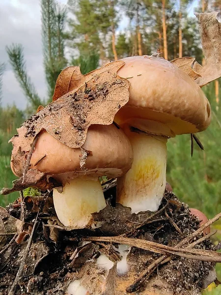 Dois Cogumelos Comestíveis Com Folhas Anexadas Pedaço Solo Sob Eles — Fotografia de Stock