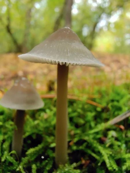Dois Cogumelos Venenosos Com Orvalho Nos Gorros Crescem Musgo Verde — Fotografia de Stock