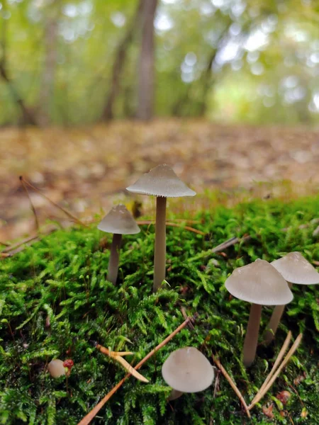 Vários Cogumelos Venenosos Crescem Musgo Verde Fecha Fundo Muito Desfocado — Fotografia de Stock