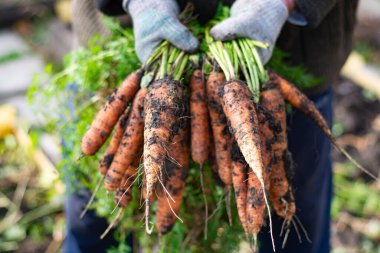 Havuç hasadı. Eldivenleri ve havuçları olan bir adam..