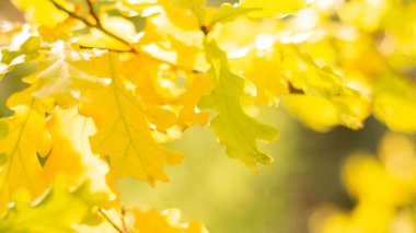 Sarı, sonbahar meşe yaprakları bahçede, mavi gökyüzüne karşı.