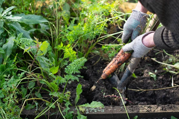 O agricultor recolhe cenouras orgânicas frescas no jardim. Cenouras de colheita. — Fotografia de Stock