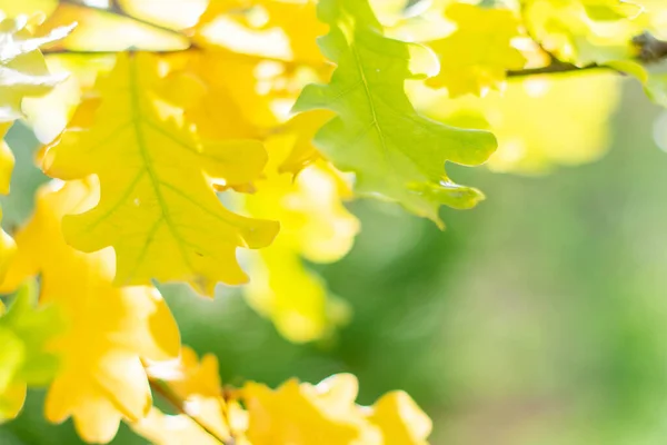 Feuilles de chêne jaune d'automne dans le jardin, contre le ciel bleu. — Photo