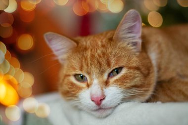 Noel için evde büyük kırmızı bir kedinin portresi..