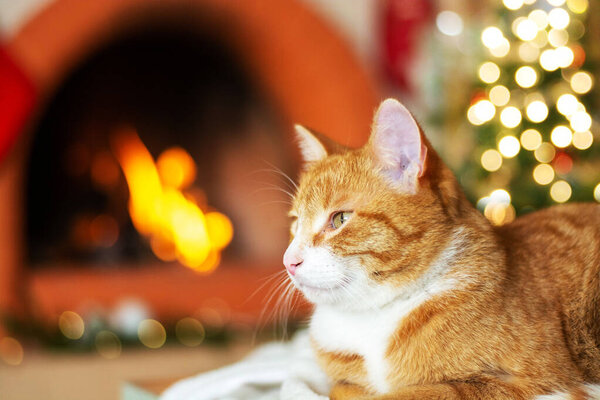 Portrait of a large red cat, at home for Christmas.