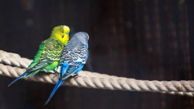 Kuşhanede ipte oturan mavi, yeşil muhabbet kuşlarının yakın çekimi.