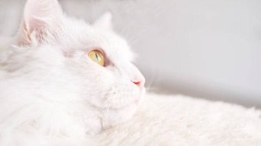 Kabarık tüylü beyaz bir kedinin portresi bir odada yatıyordu..