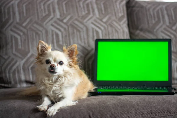 Vooraanzicht Van Een Chihuahua Hond Zittend Achter Een Computer Kijkend — Stockfoto