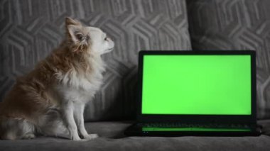 Küçük bir chihuahua köpeği, oturma odasındaki kanepede yeşil ekranlı bir dizüstü bilgisayarın önünde yatıyor..