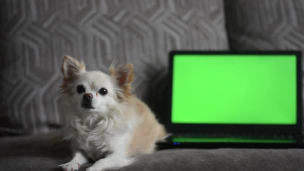 En liten chihuahua hund, ligger på soffan i vardagsrummet framför en bärbar dator med en grön skärm. — Stockvideo