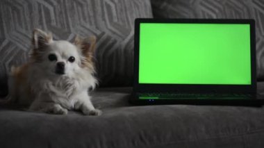 Küçük bir chihuahua köpeği, oturma odasındaki kanepede yeşil ekranlı bir dizüstü bilgisayarın önünde yatıyor..
